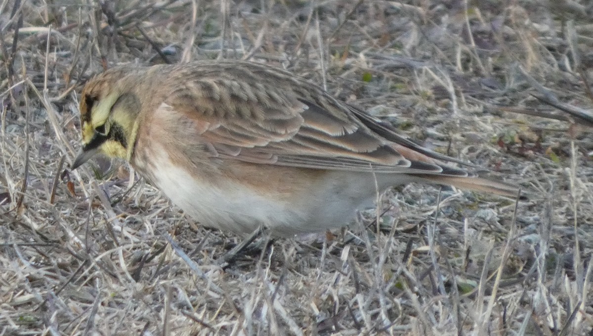 Horned Lark - ML646662865