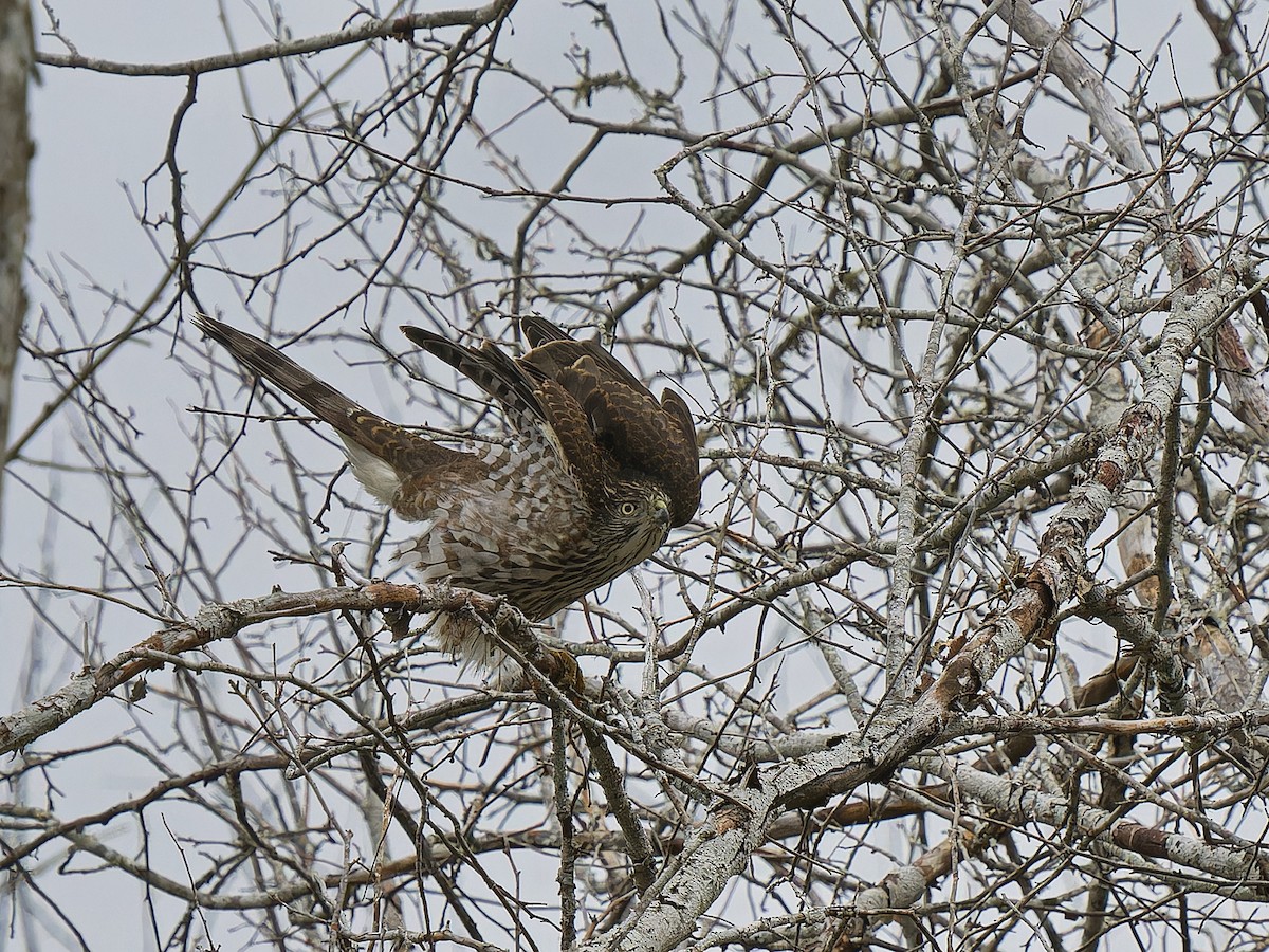 Cooper's Hawk - ML646662867