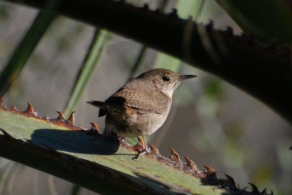 Northern House Wren - ML646662868