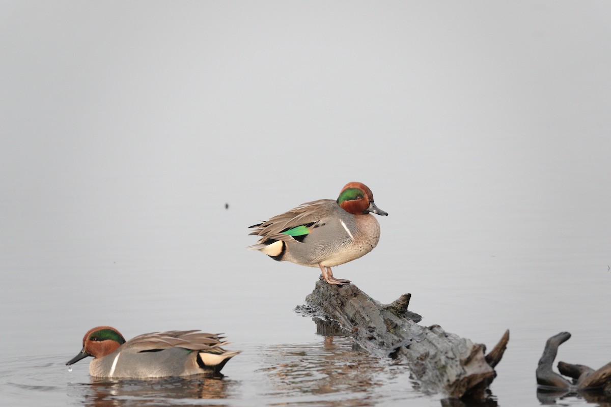 Green-winged Teal (American) - ML646662870