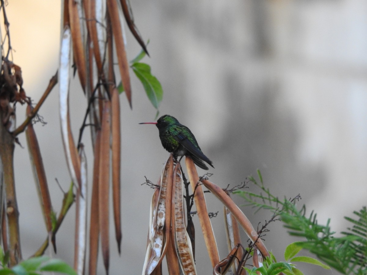 Émeraude splendide - ML646662872