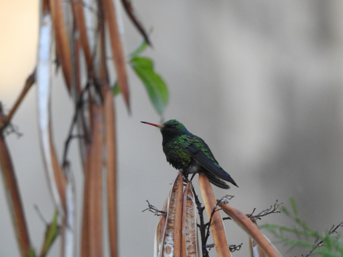 Émeraude splendide - ML646662873