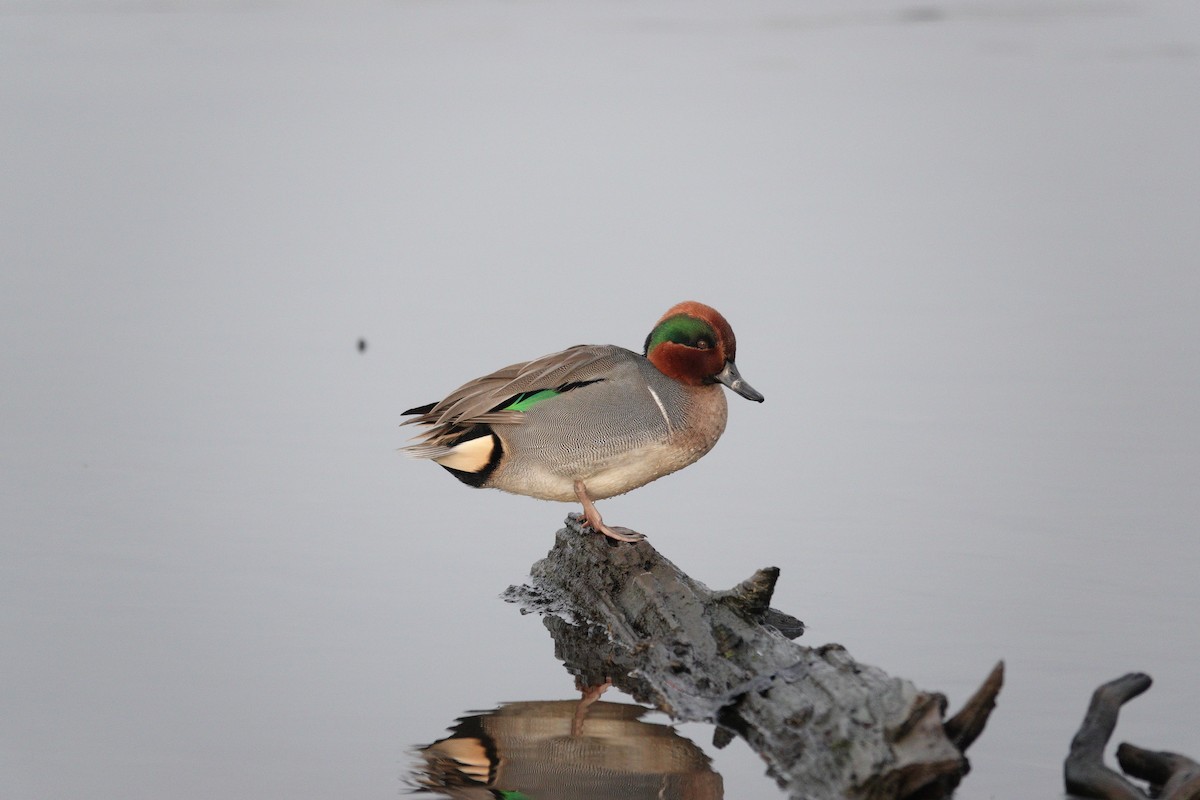 Green-winged Teal (American) - ML646662874