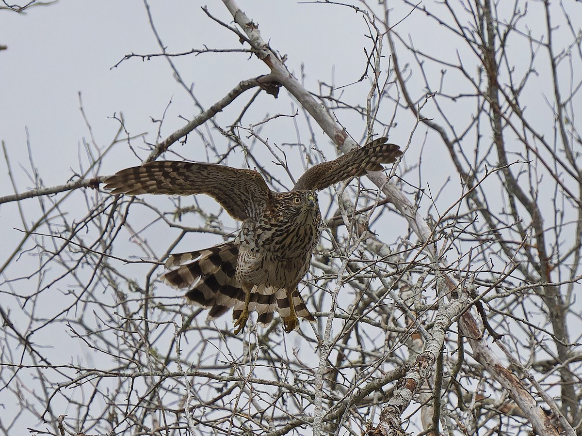 Cooper's Hawk - ML646662875