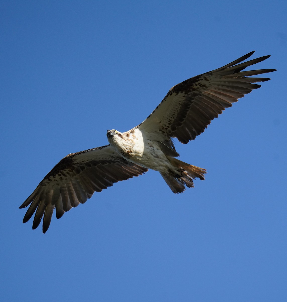 Osprey (Australasian) - ML646662877