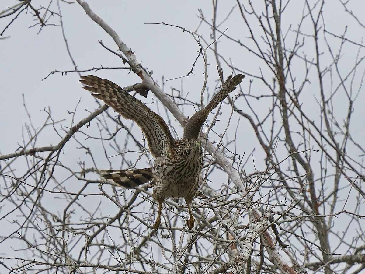 Cooper's Hawk - ML646662878