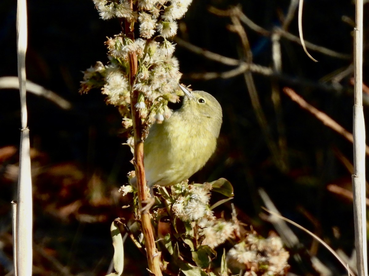 Orange-crowned Warbler - ML646662881