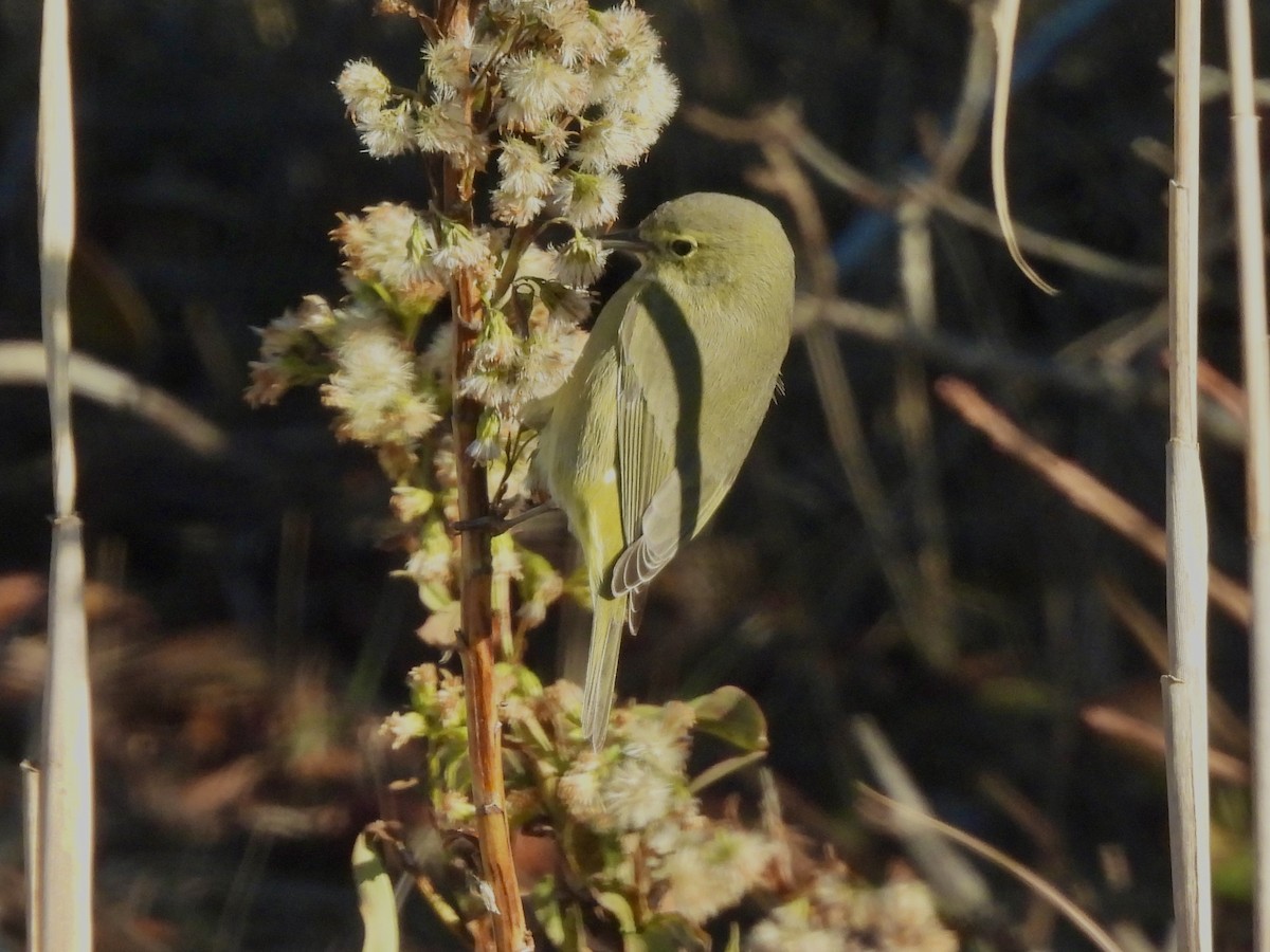 Orange-crowned Warbler - ML646662882