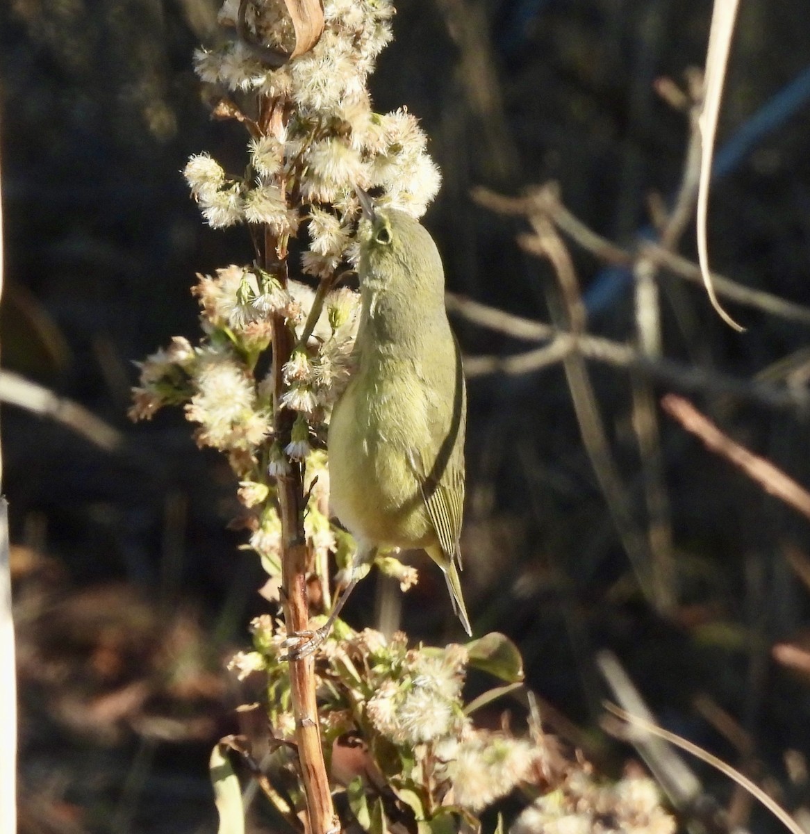 Orange-crowned Warbler - ML646662883