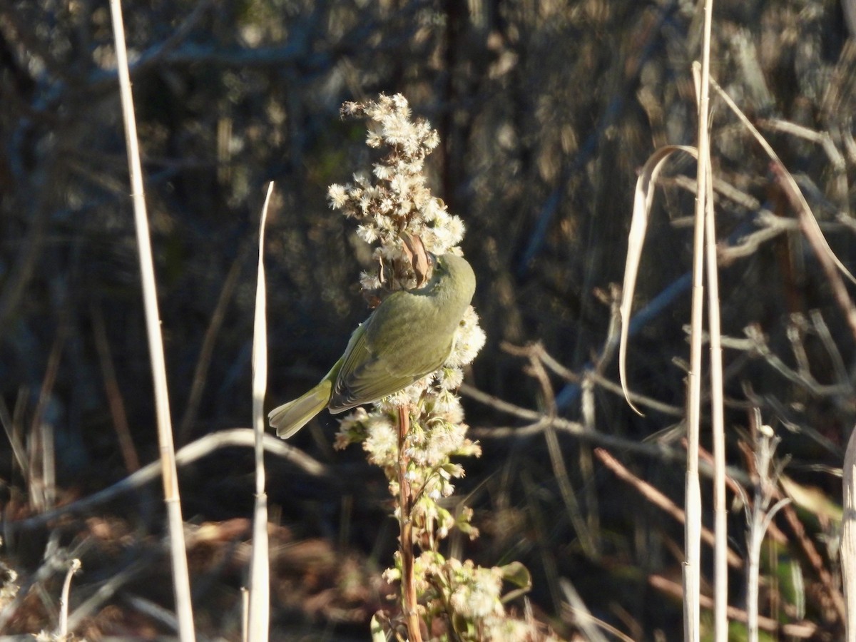 Orange-crowned Warbler - ML646662884