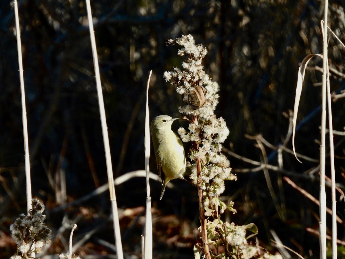 Orange-crowned Warbler - ML646662885