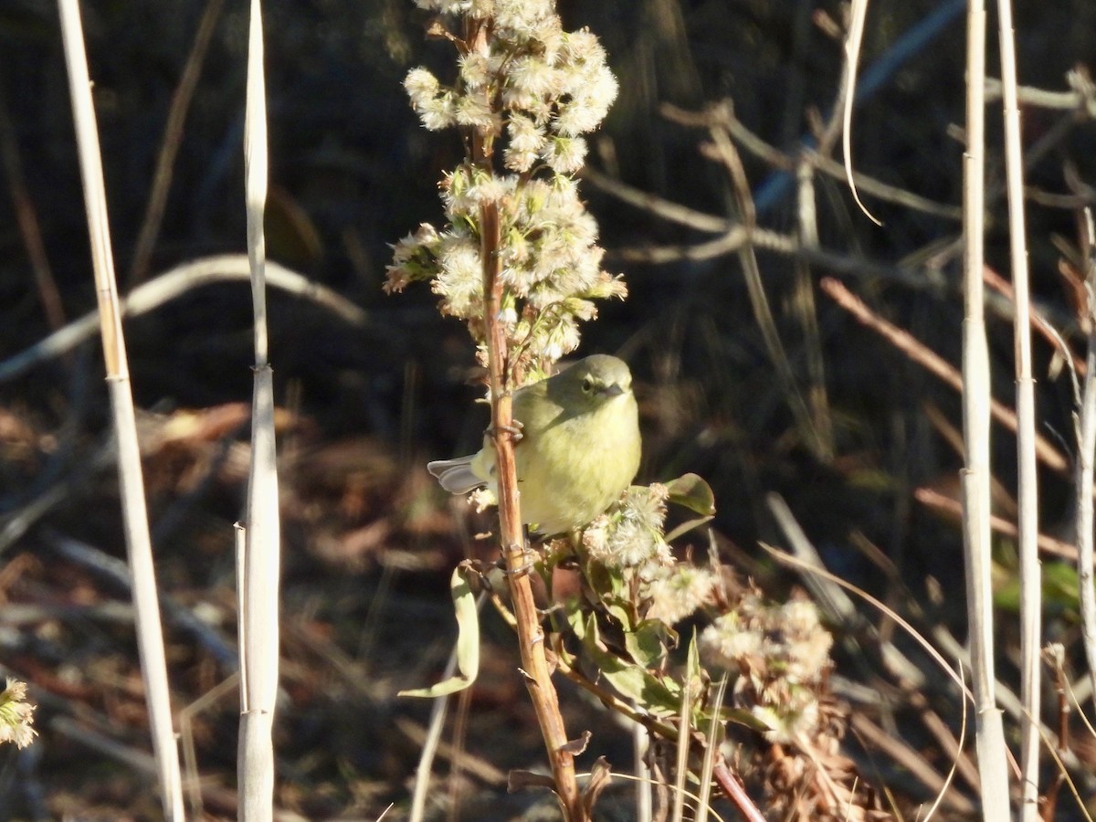 Orange-crowned Warbler - ML646662886
