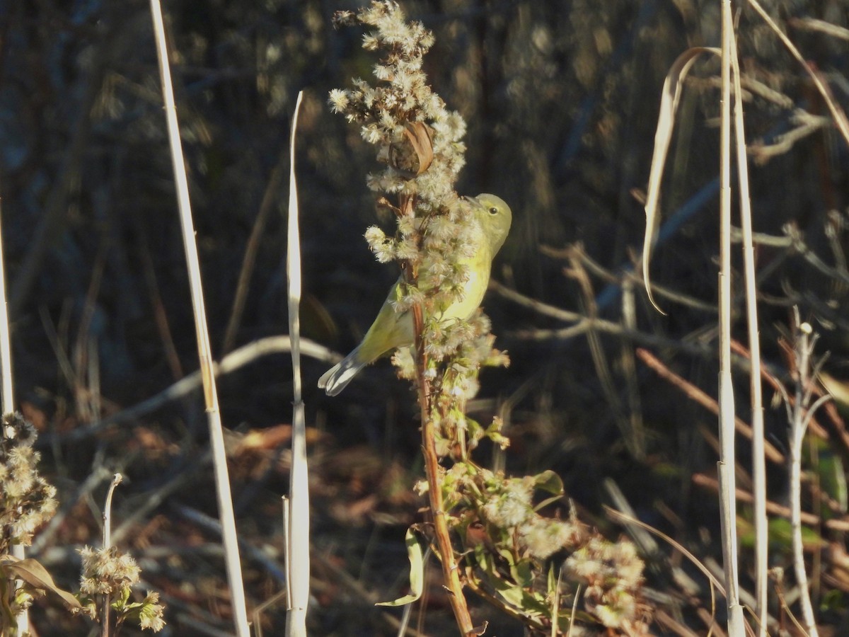 Orange-crowned Warbler - ML646662887