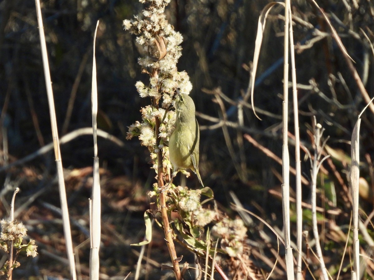Orange-crowned Warbler - ML646662888