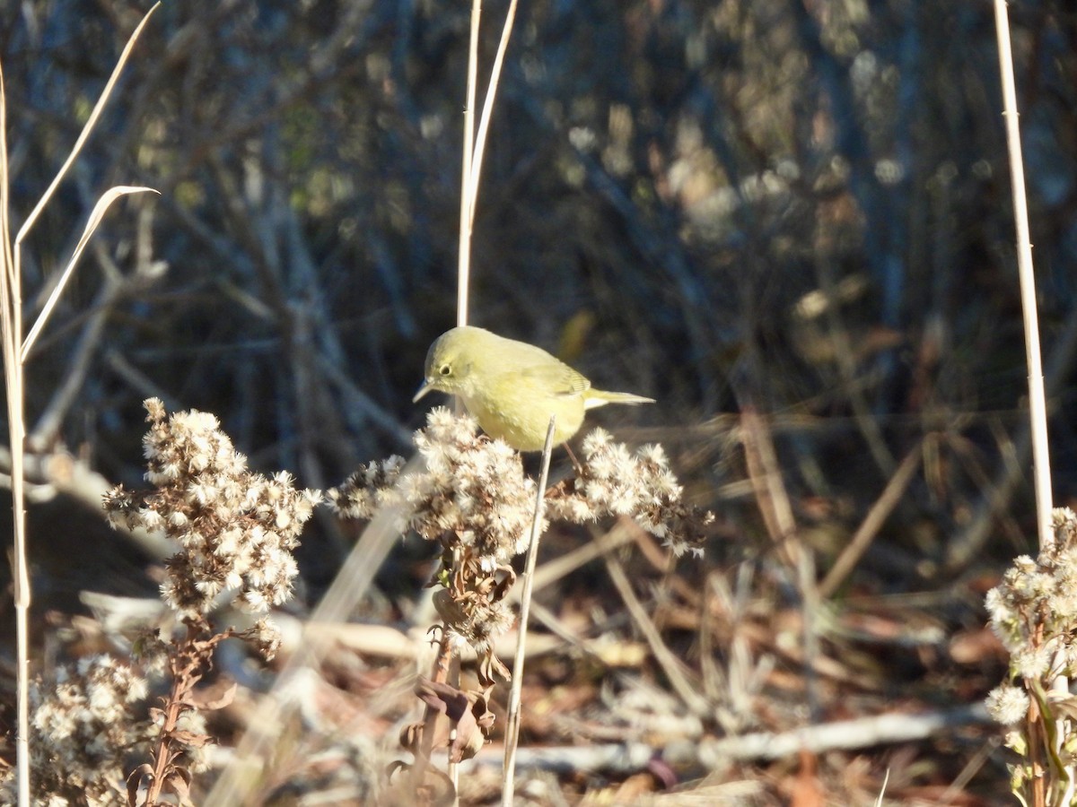 Orange-crowned Warbler - ML646662889