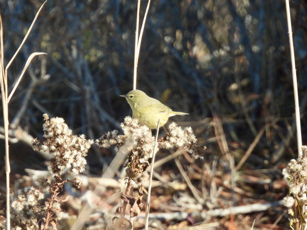 Orange-crowned Warbler - ML646662890
