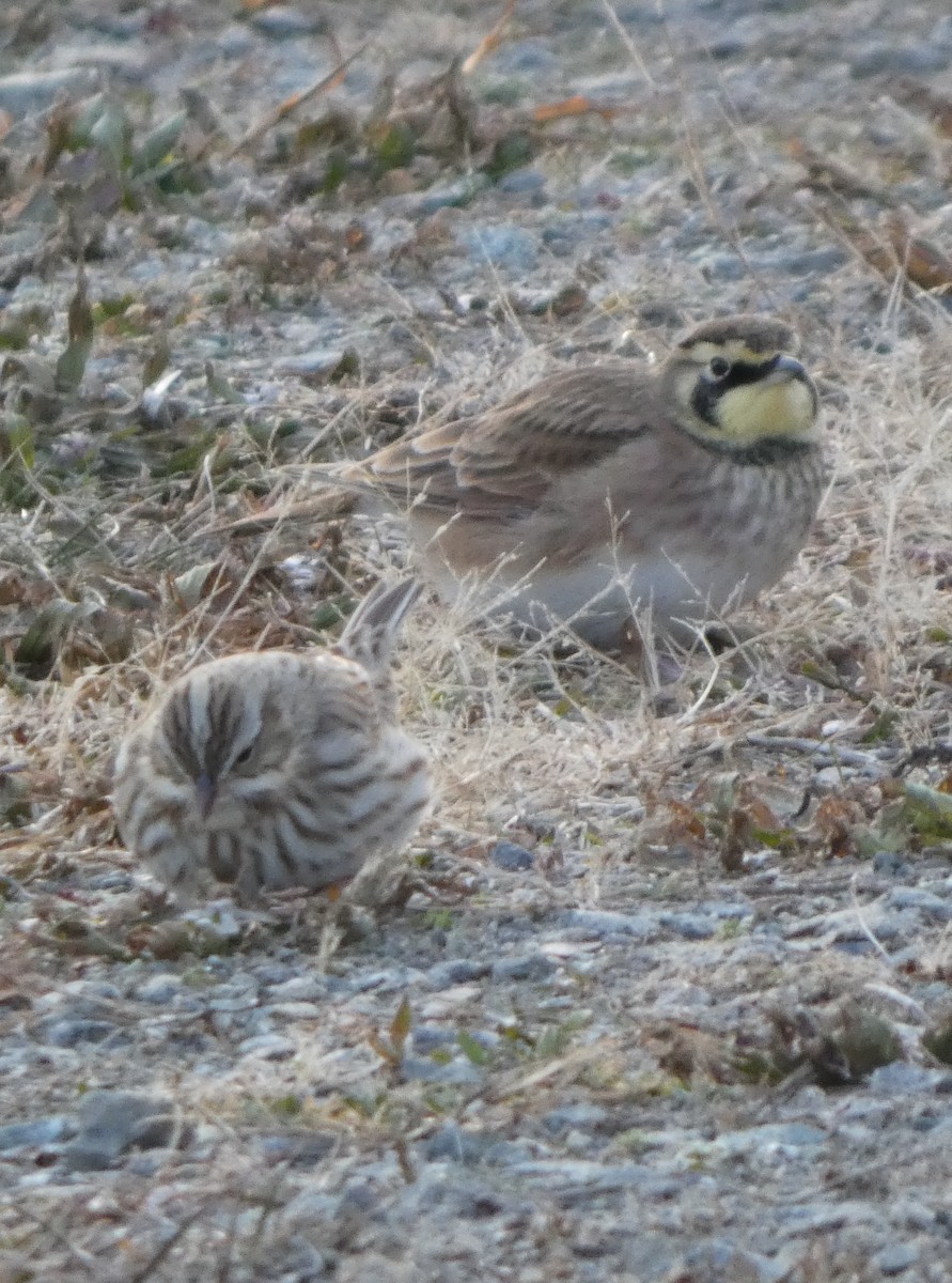 Horned Lark - ML646662891