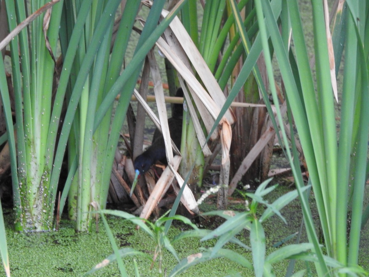 Kurşuni Sukılavuzu - ML646662894