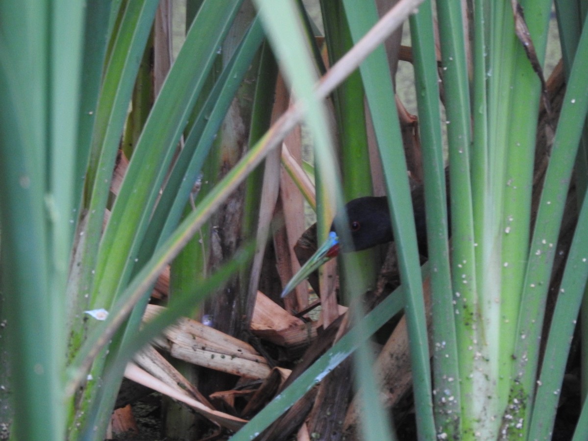 Kurşuni Sukılavuzu - ML646662895