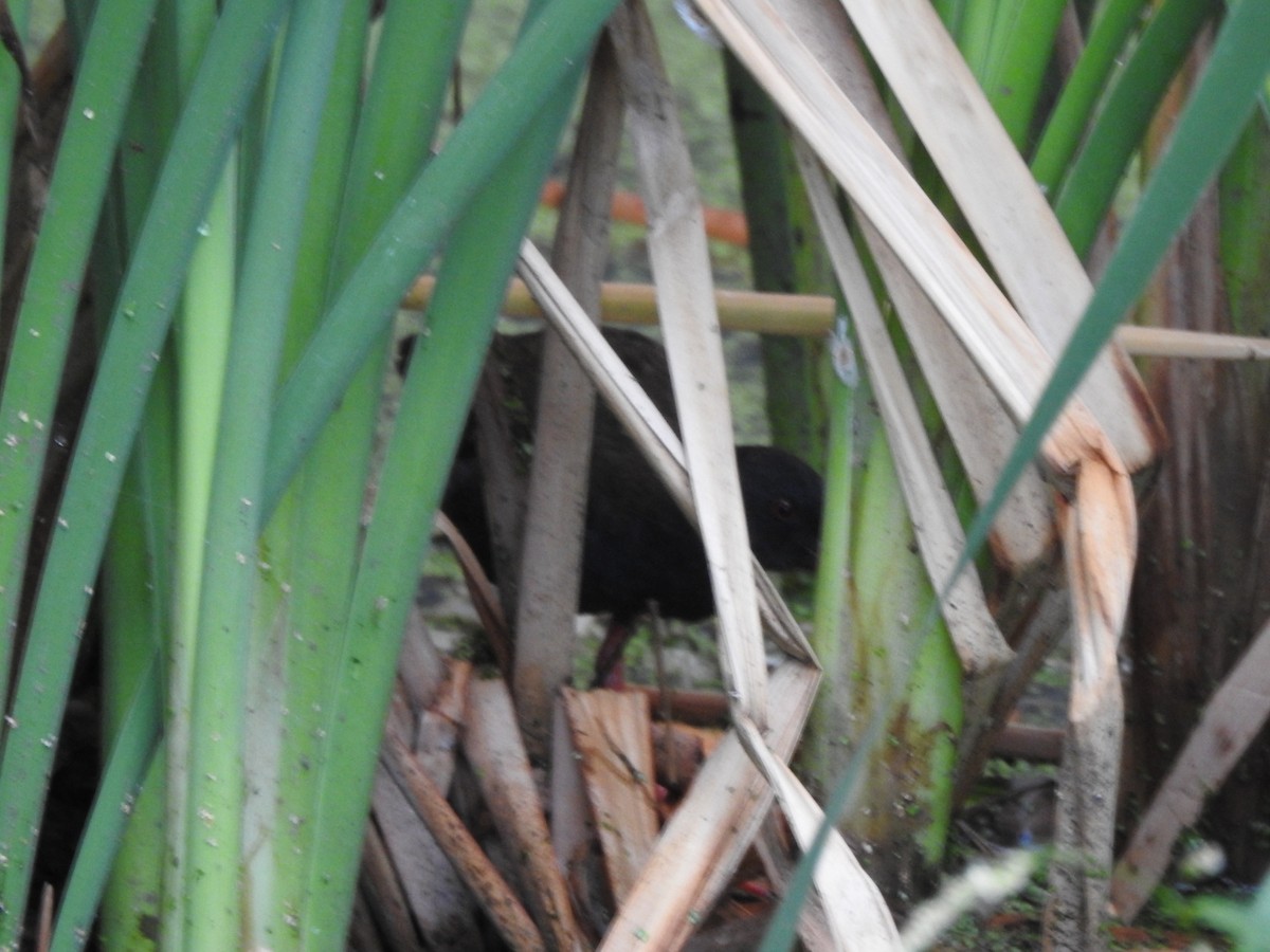 Kurşuni Sukılavuzu - ML646662896