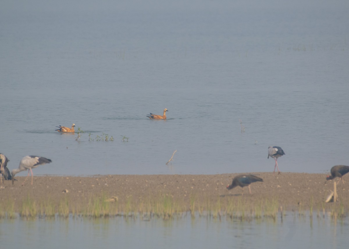 Ruddy Shelduck - ML646662898