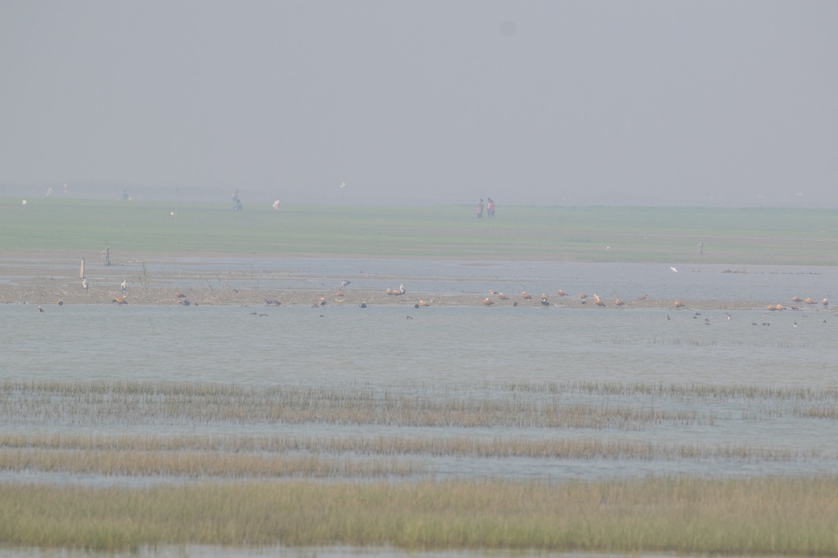Ruddy Shelduck - ML646662899