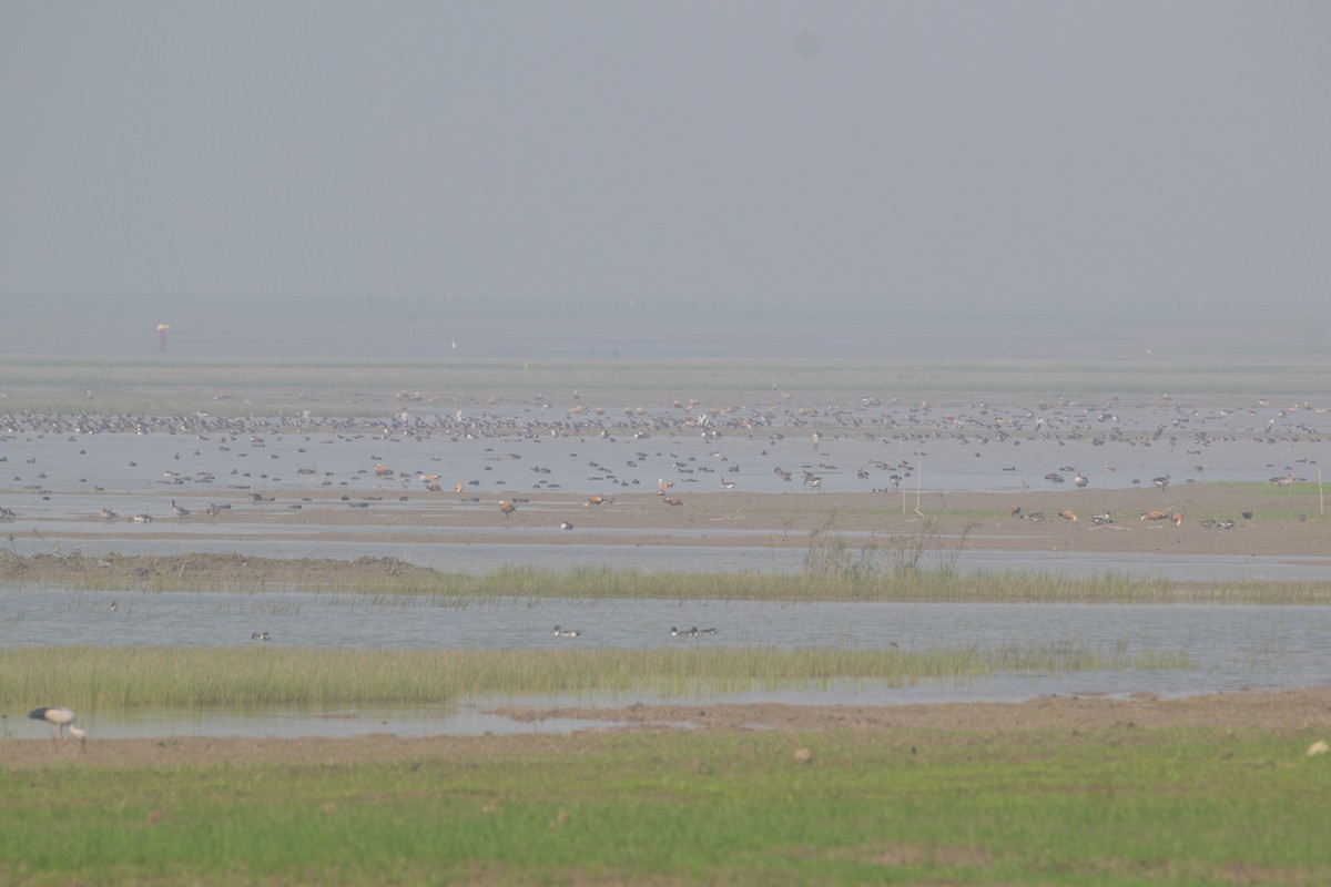 Ruddy Shelduck - ML646662900