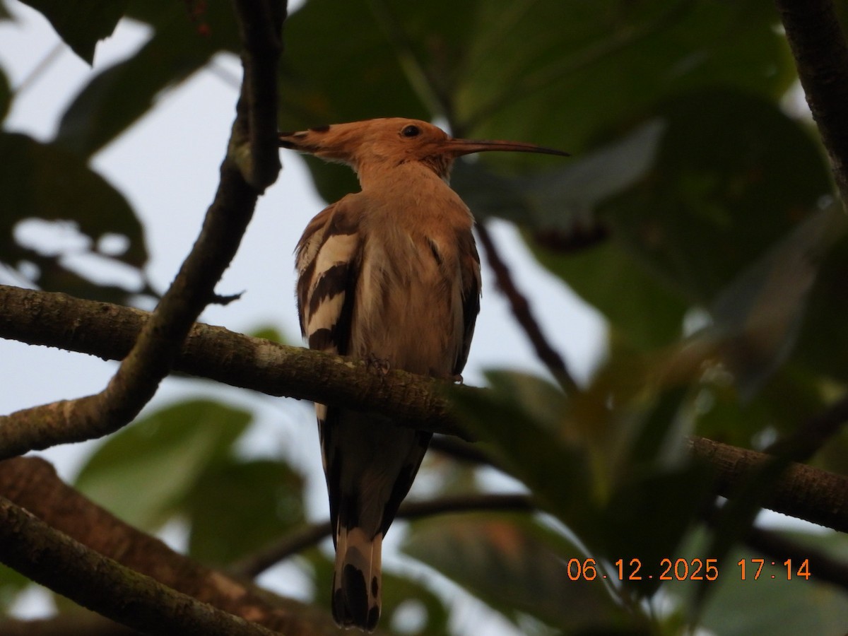 Одуд євразійський - ML646662909