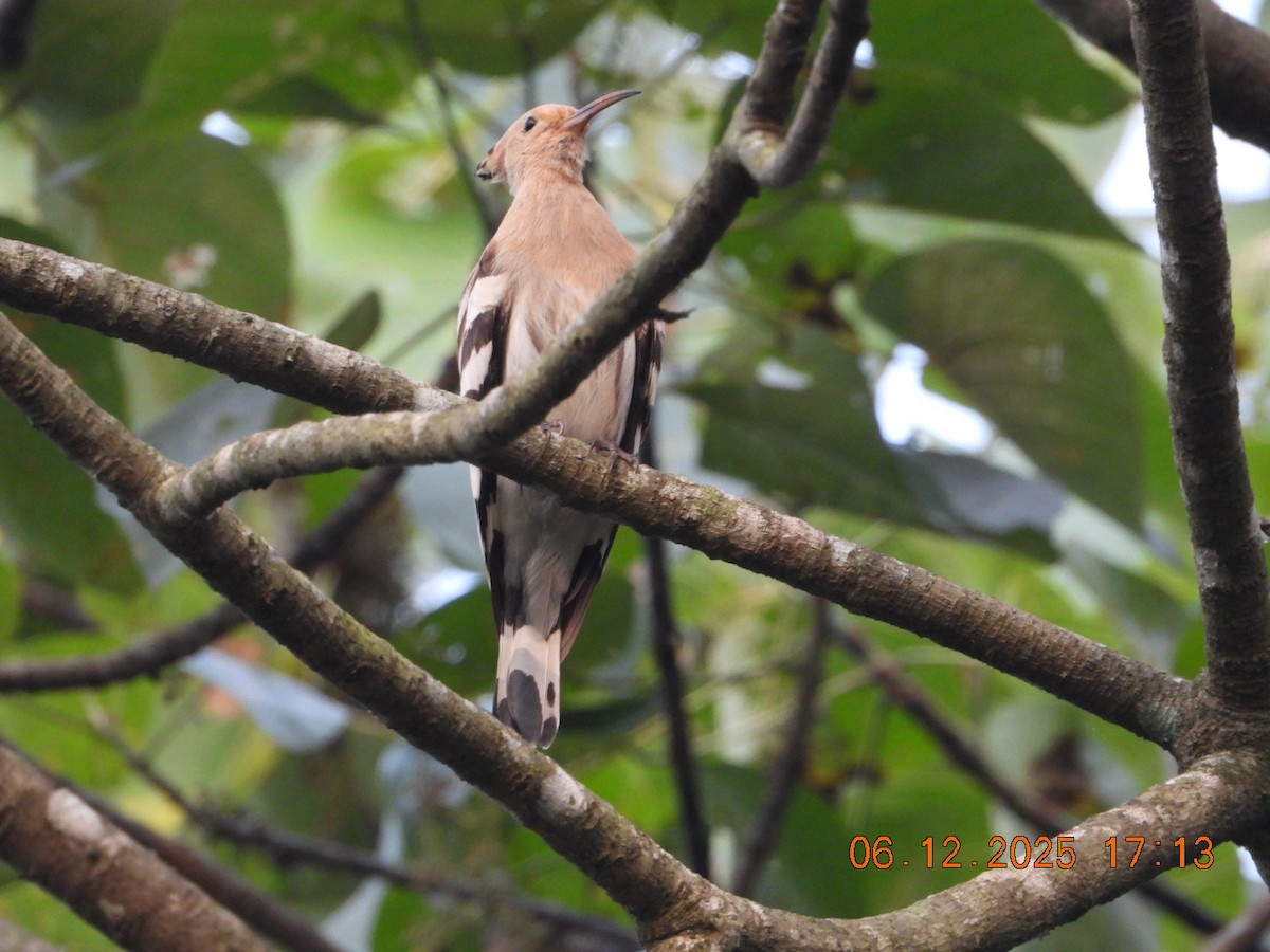 Одуд євразійський - ML646662910