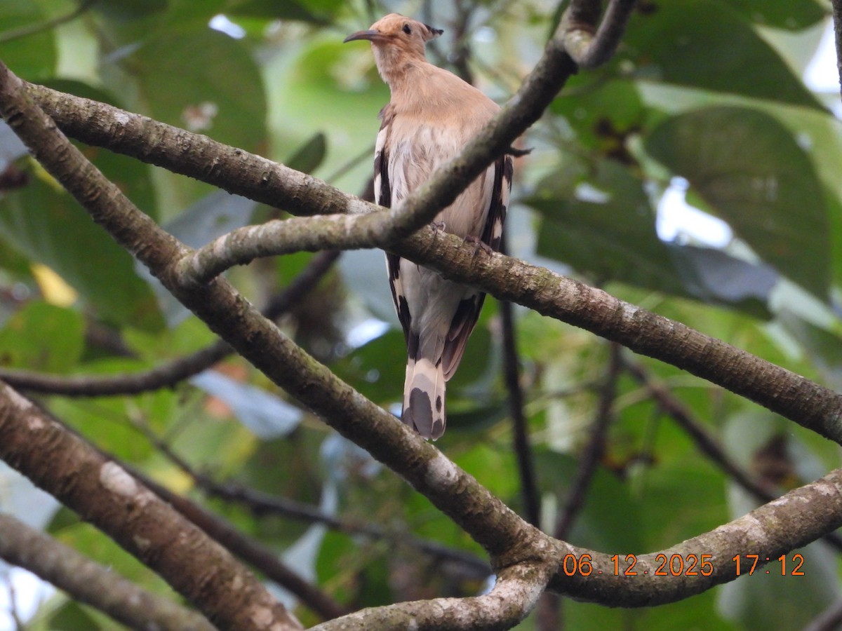 Одуд євразійський - ML646662911