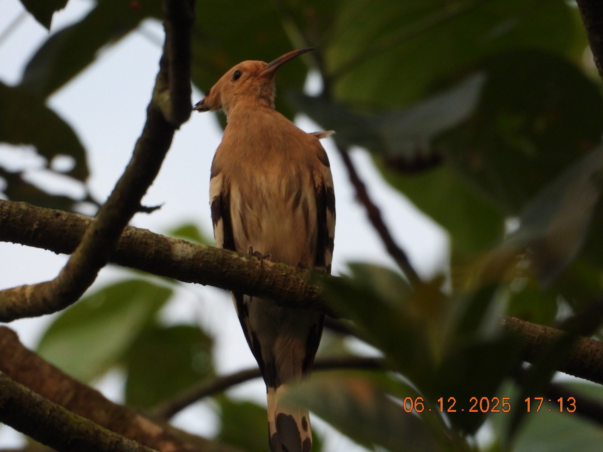 Одуд євразійський - ML646662912
