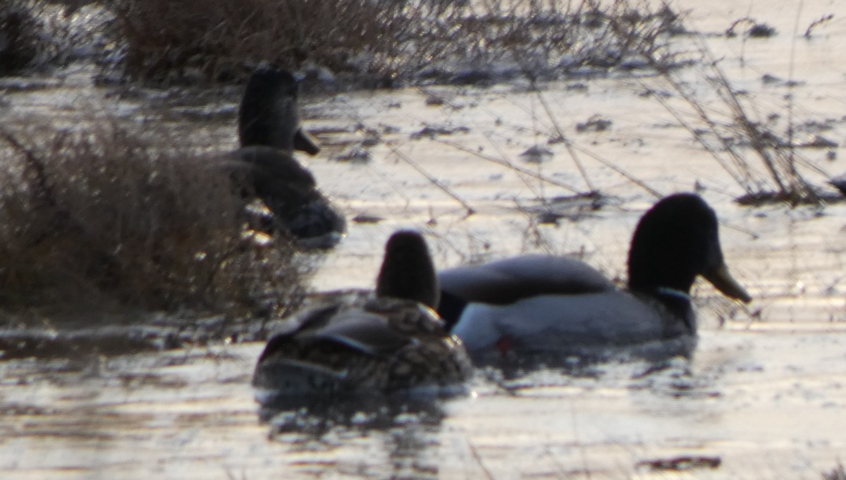 Mallard - ML646662913