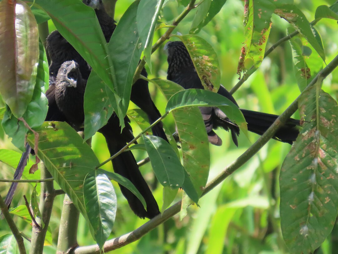 Smooth-billed Ani - ML646662914