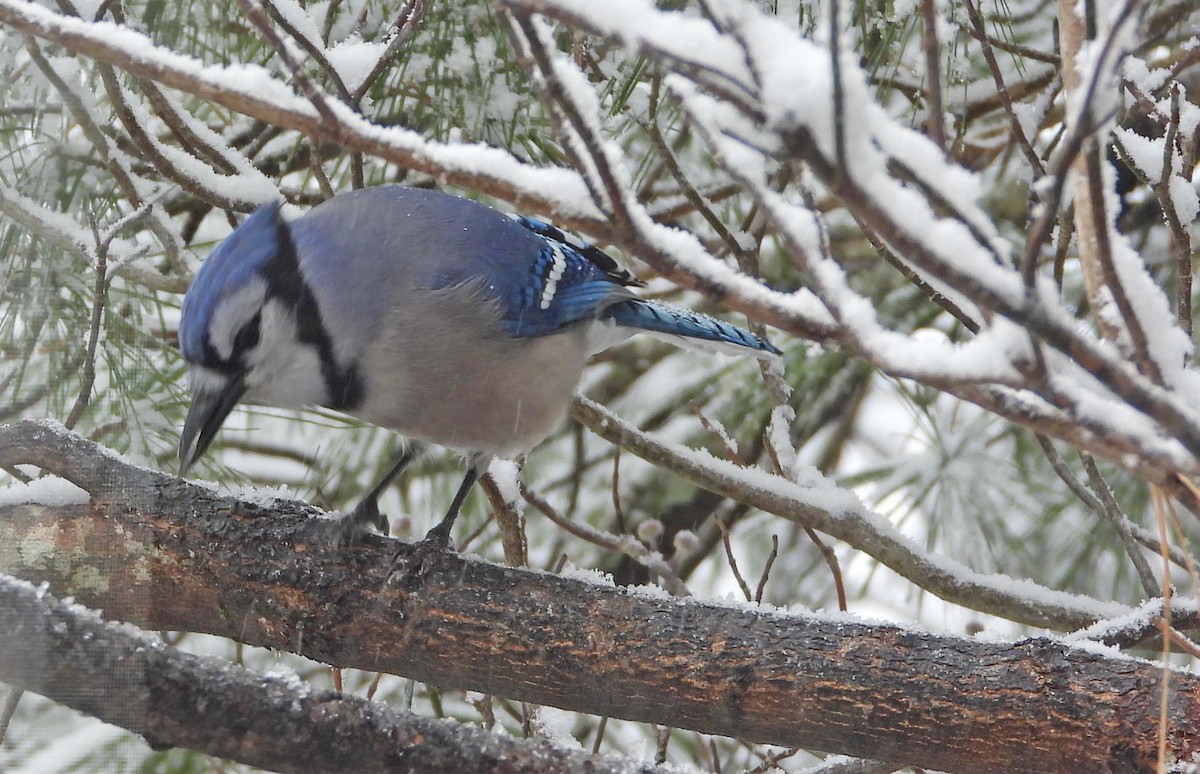 Blue Jay - ML646662915