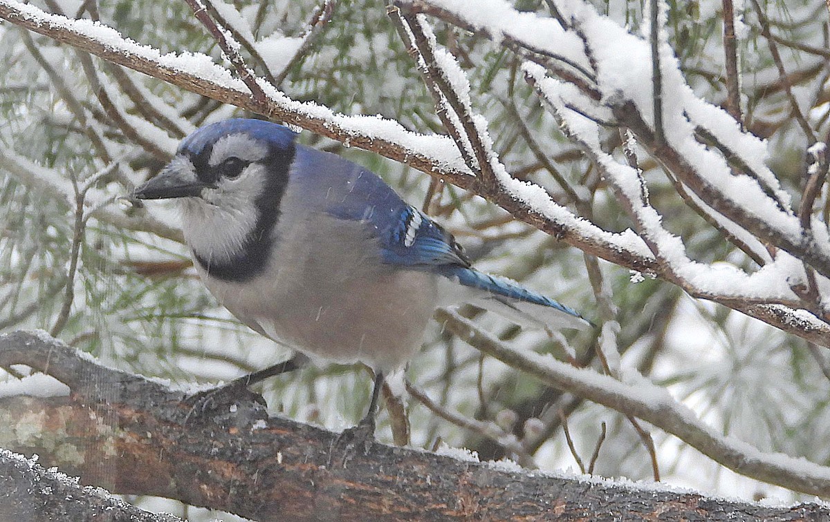 Blue Jay - ML646662916