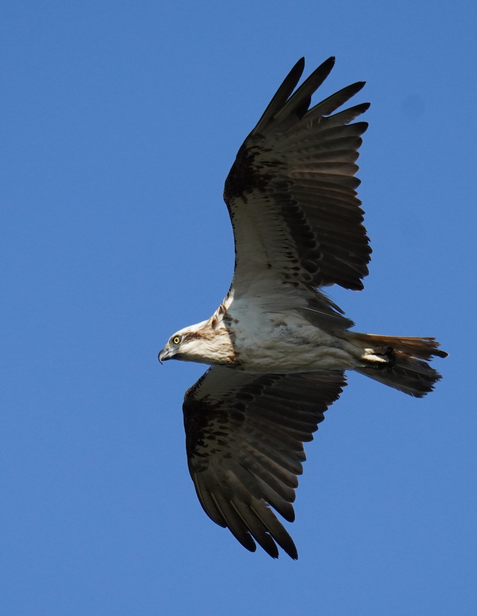 Osprey (Australasian) - ML646662917