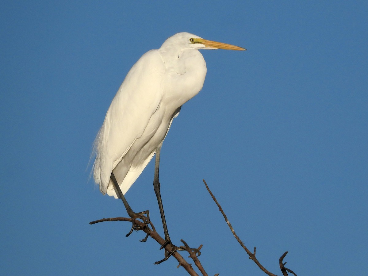 Koartza zuria - ML646662918