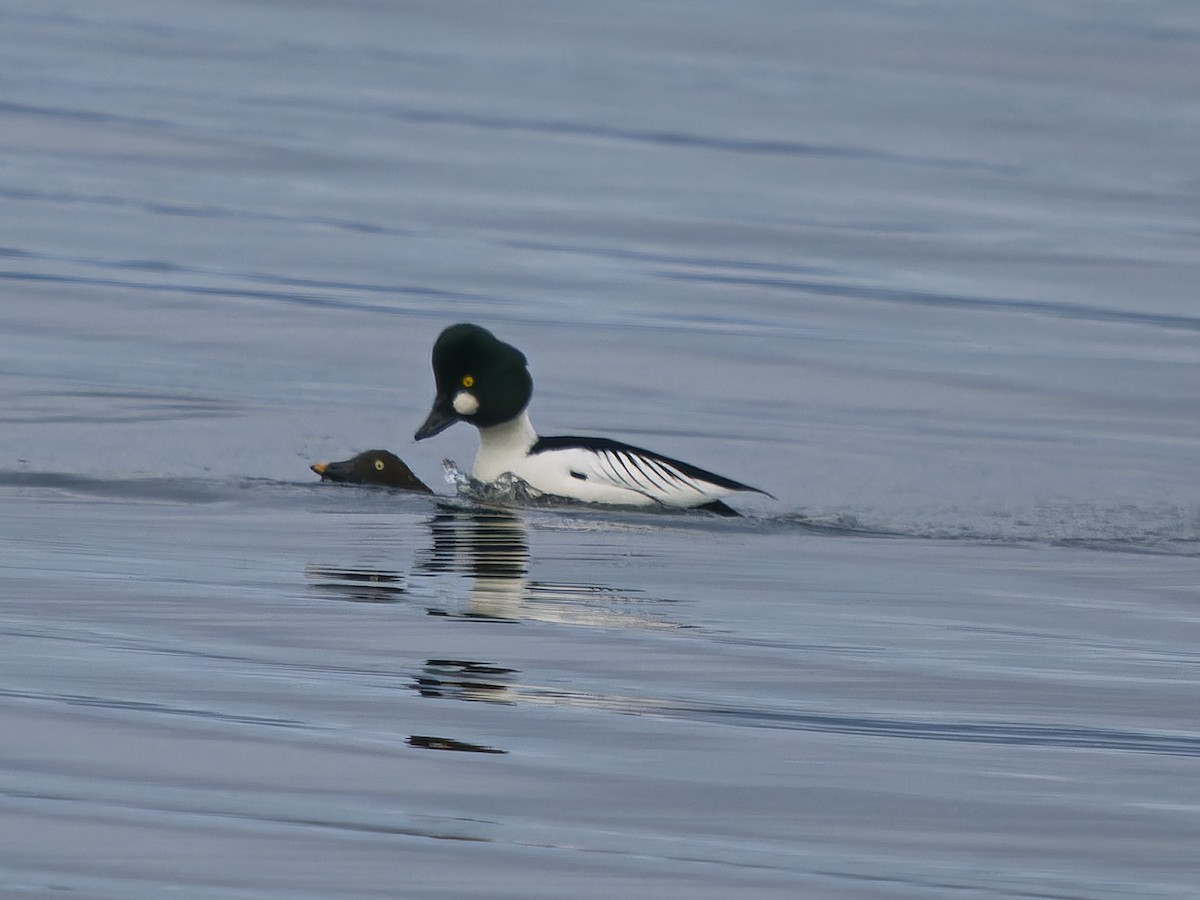 Common Goldeneye - ML646662919