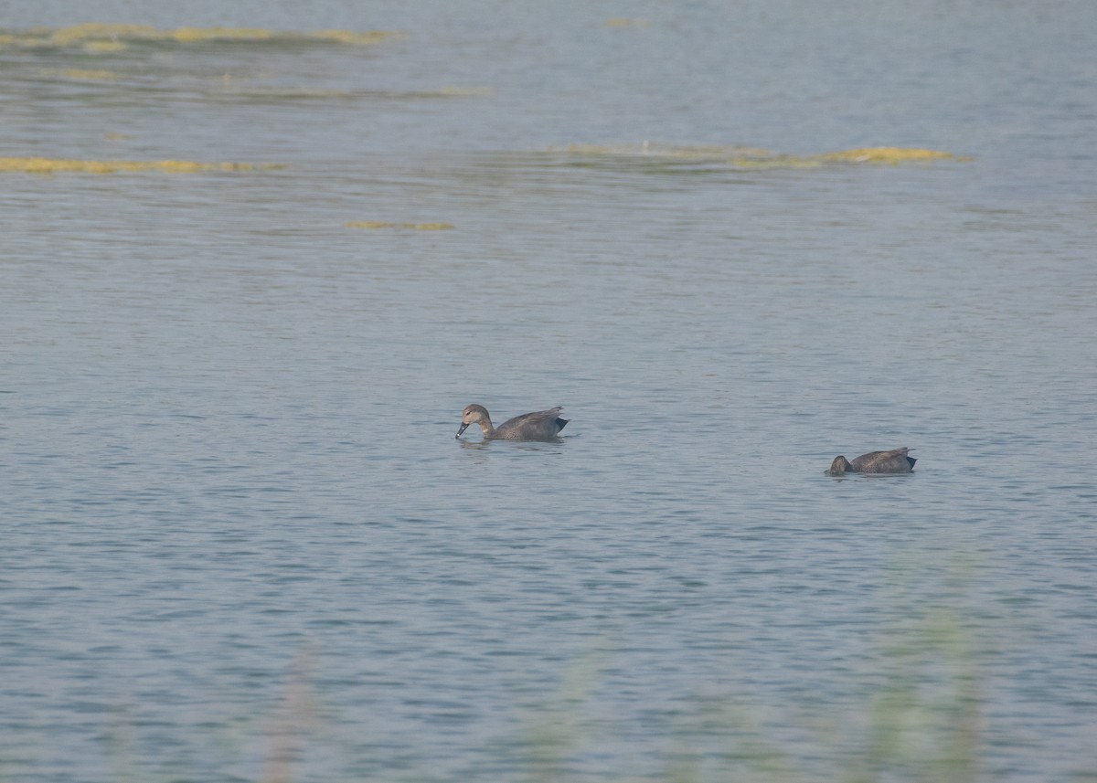 Gadwall - ML646662920