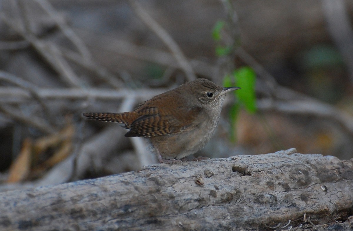 Northern House Wren - ML646662921