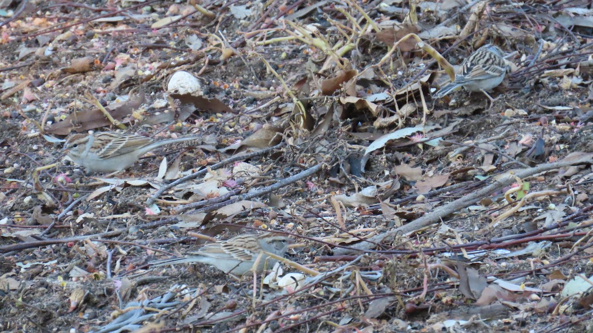 Chipping Sparrow - ML646662922