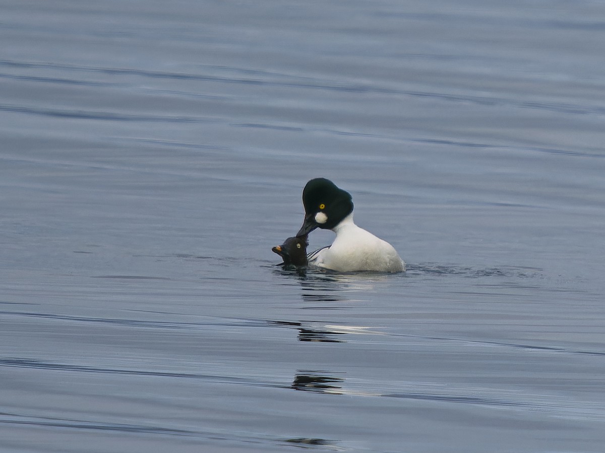 Common Goldeneye - ML646662923
