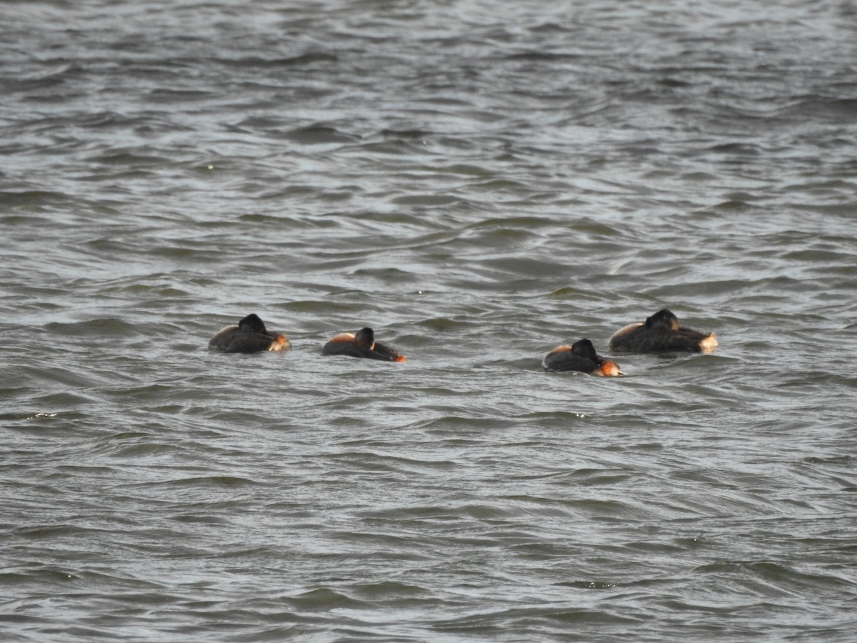 Great Grebe - ML646662924