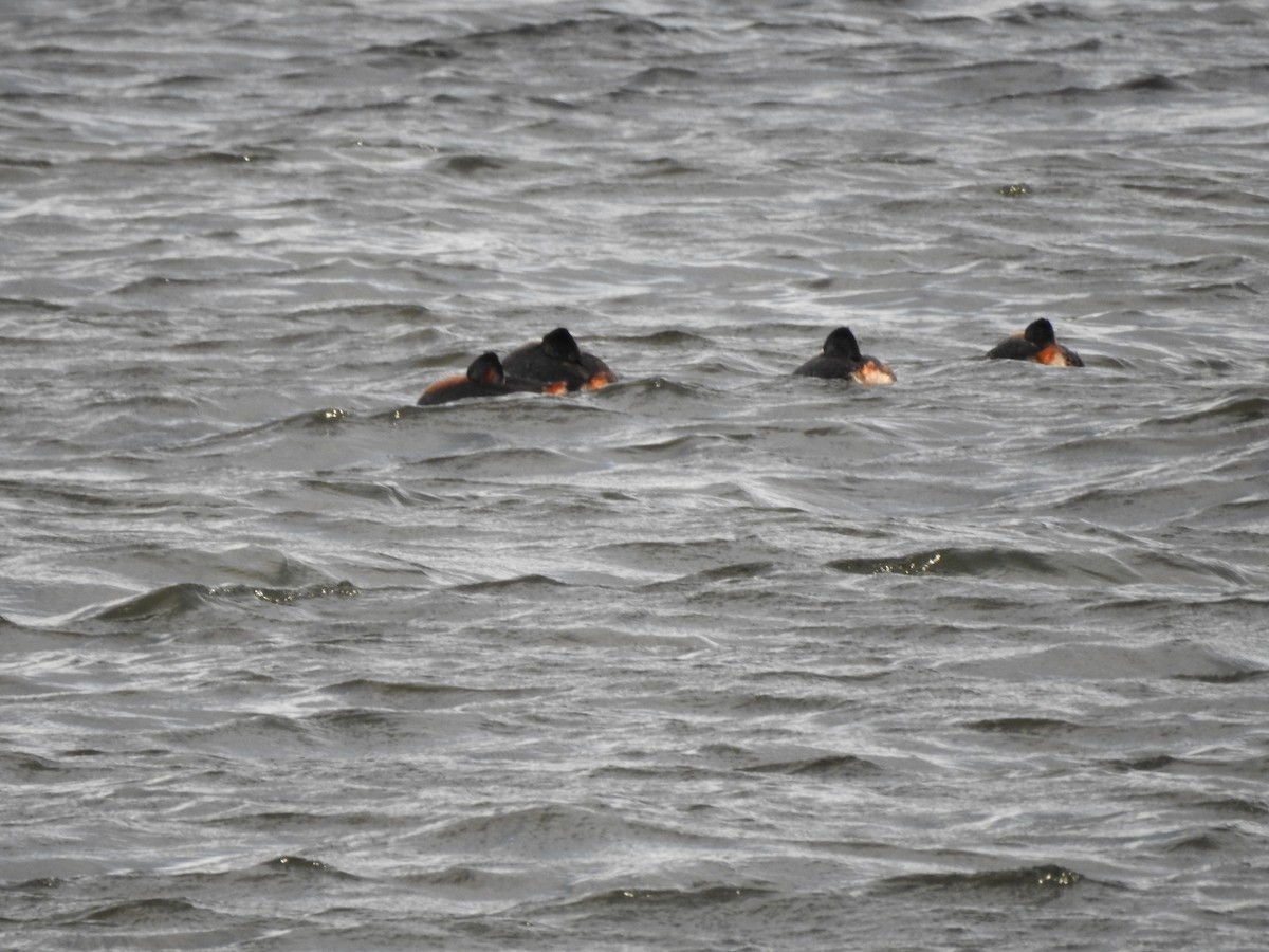Great Grebe - ML646662925