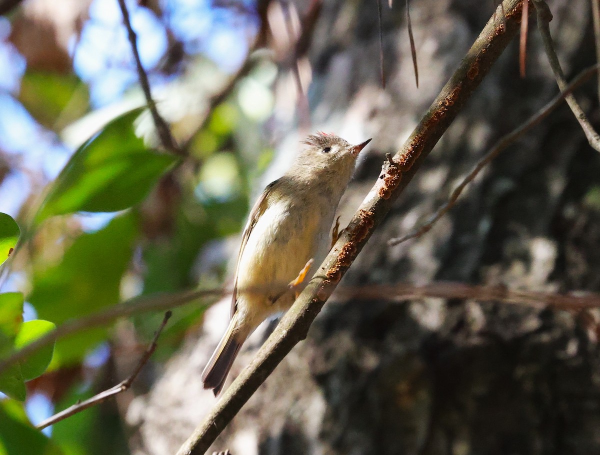 Ruby-crowned Kinglet - ML646662926