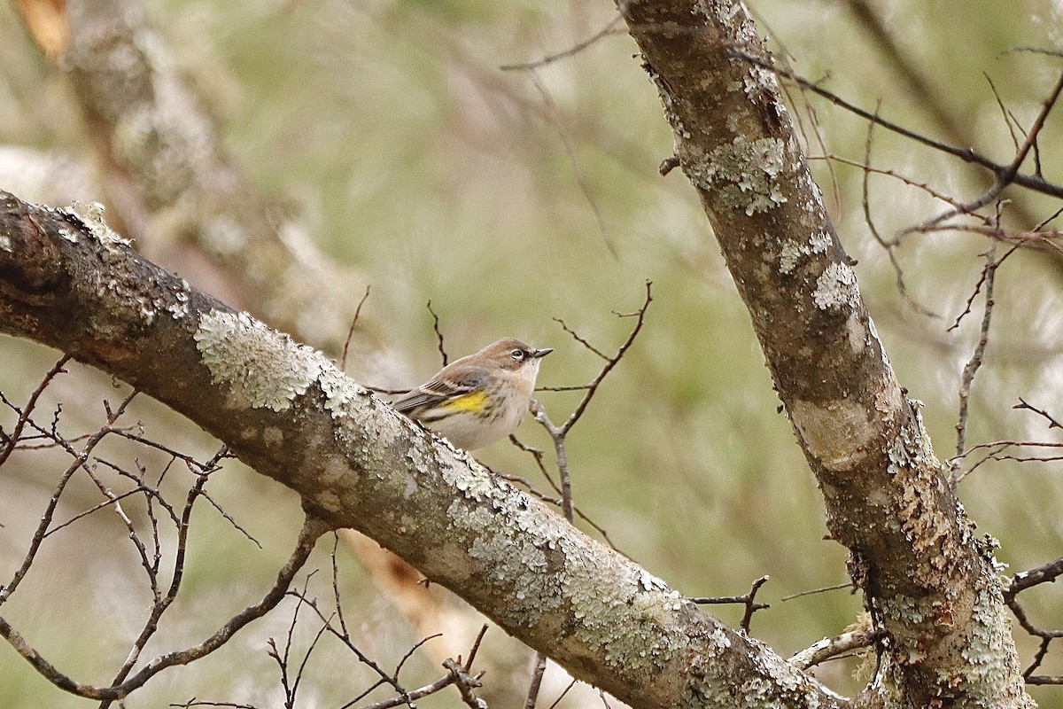 Yellow-rumped Warbler - ML646662927