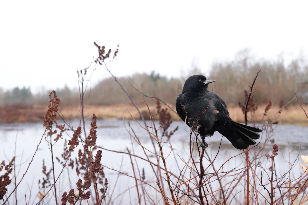 Red-winged Blackbird - ML646662928