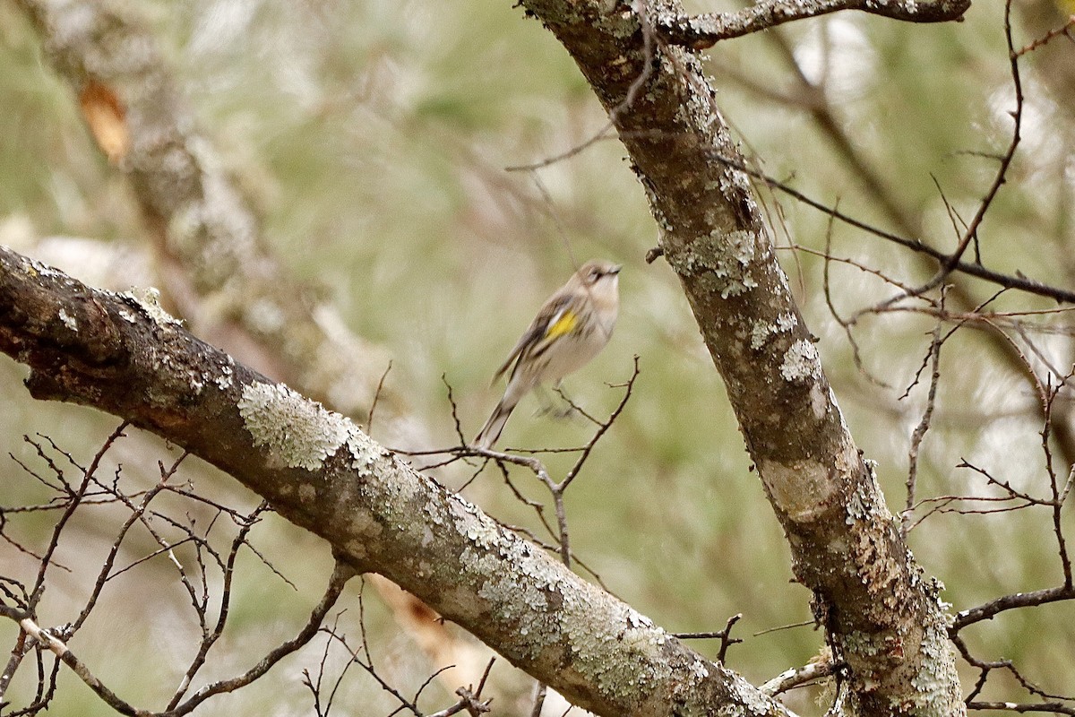 Yellow-rumped Warbler - ML646662929