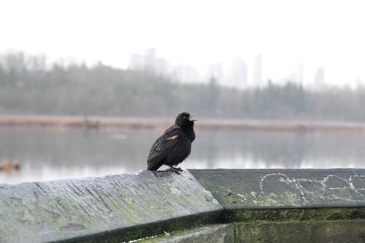Red-winged Blackbird - ML646662930