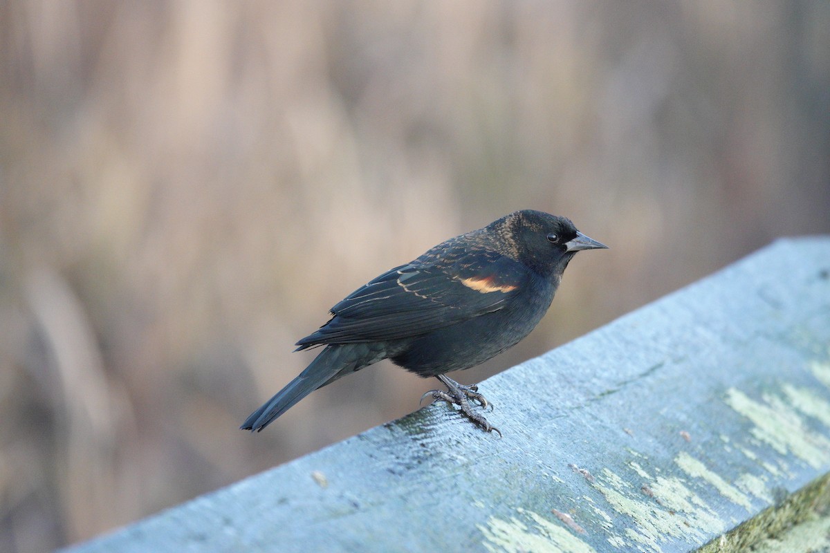 Red-winged Blackbird - ML646662931